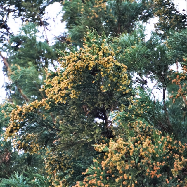 花粉症